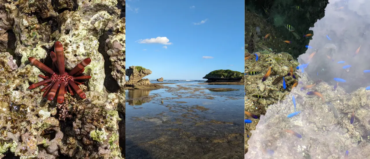 沖縄のイノー（浅瀬）で磯遊びを楽しむ様子（ゆしゆし）