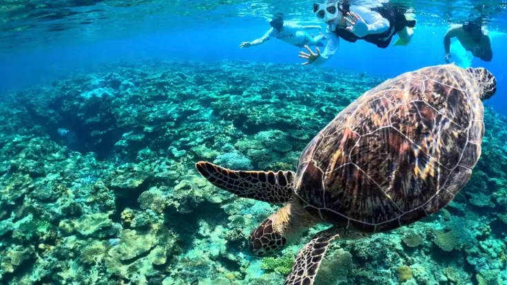 沖縄で慶良間ウミガメツアーを楽しむ様子