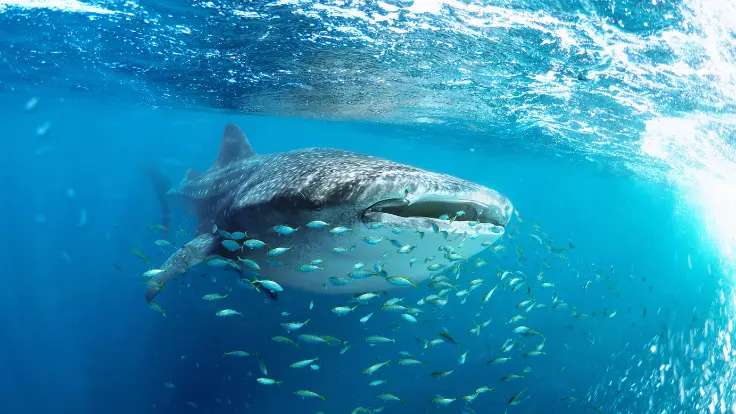 シンプルマリンサービスのジンベエザメツアーで、目の前を泳ぐジンベエザメとダイバーたち