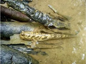 水辺で見られるトントンミーの様子