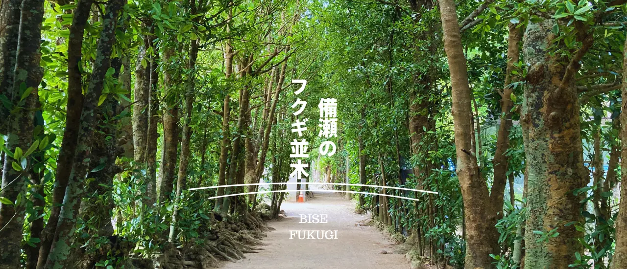 備瀬のフクギ並木にやさしい木漏れ日が差し込む散策道