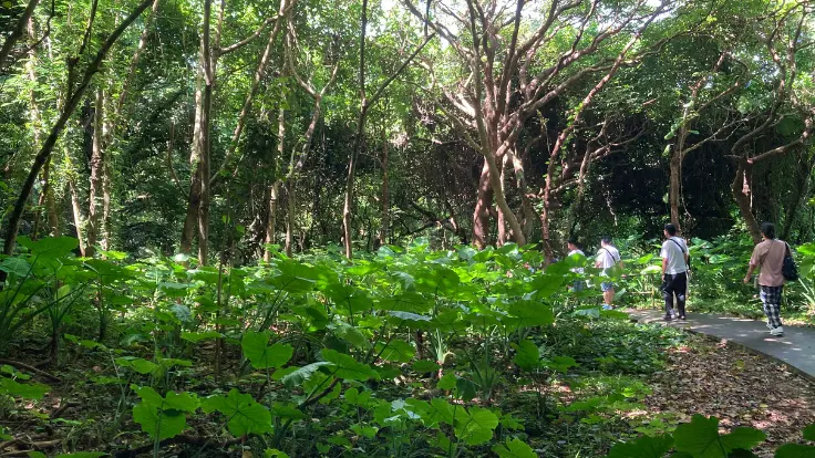 ガンガラーの谷のロゴにもなるクワズイモをぬけると秘境ツアーのはじまり