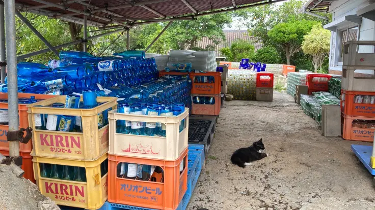 琉球ガラスの瓶と、そのそばでくつろぐ猫