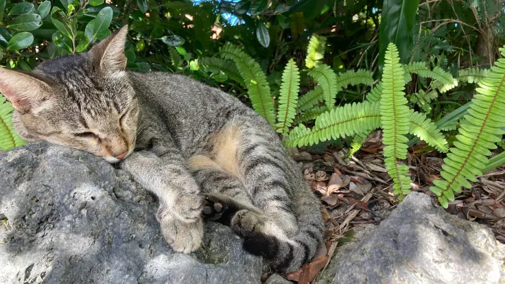 やちむんの里でのんびりくつろぐ猫の姿。穏やかな時間が流れる雰囲気