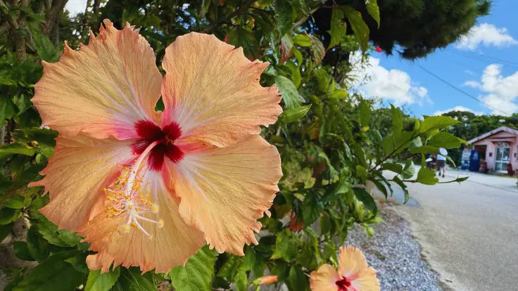やちむんの里の石垣に咲くハイビスカスとシーサー。鮮やかな花と守り神が並ぶ沖縄らしい風景