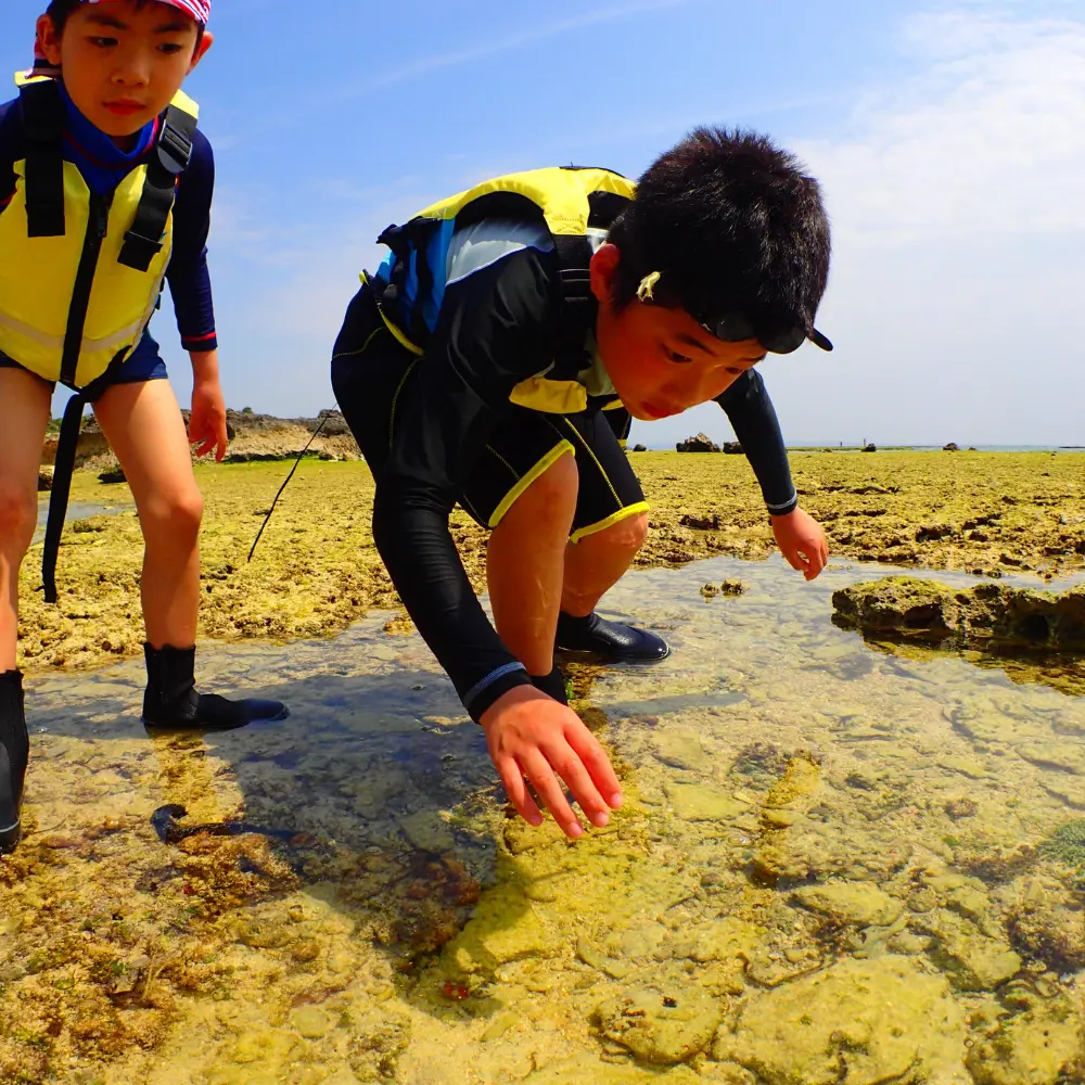 沖縄のイノー体験で子供が浅い海の生き物を観察する自然学習アクティビティ