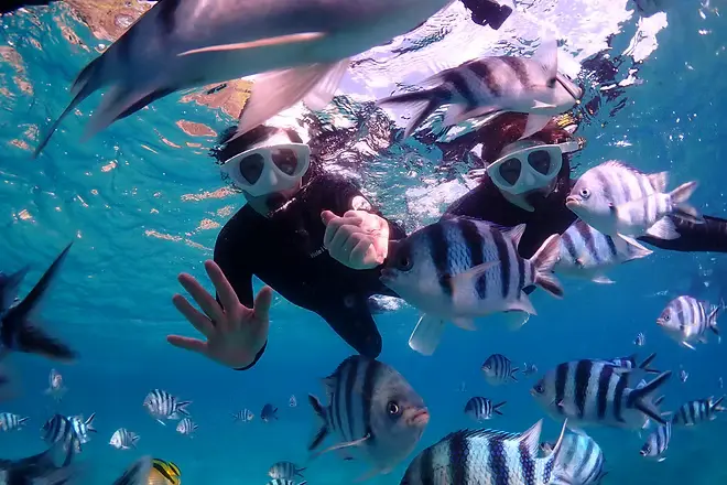 カラフルな熱帯魚を間近で観察できる様子をイメージできる写真