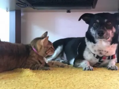 マリンクラブクレアの看板犬マロのイメージ