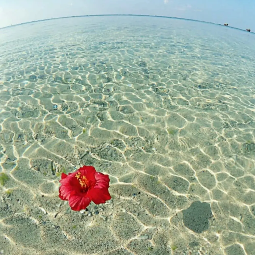 海の上に花が浮かぶ、南国らしいきれいなシーンのイメージ