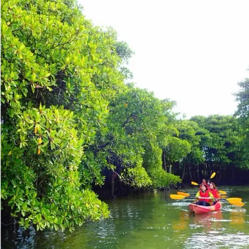アースシップ沖縄のマングローブカヤック。川の流れに合わせてゆっくり進む自然体験の様子。
