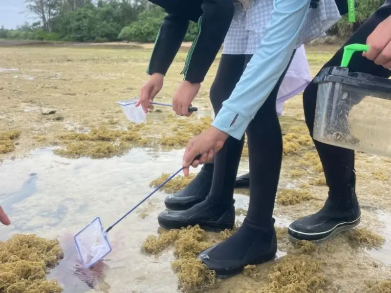 アースシップ沖縄の無人島生き物観察ツアー。干潮時の浅瀬を歩きながら海の自然を楽しむ様子。
