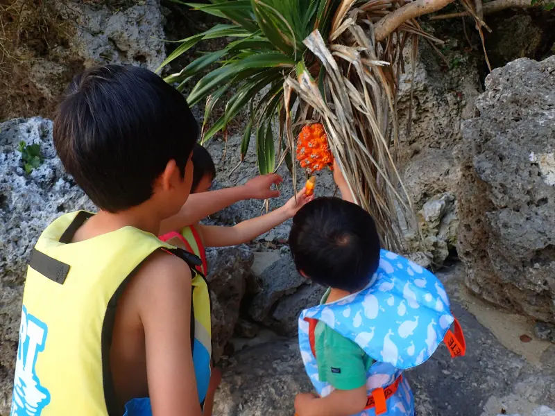 アースシップ沖縄の無人島生き物観察ツアー。季節限定で楽しめる干潮時の自然観察ツアーの様子。