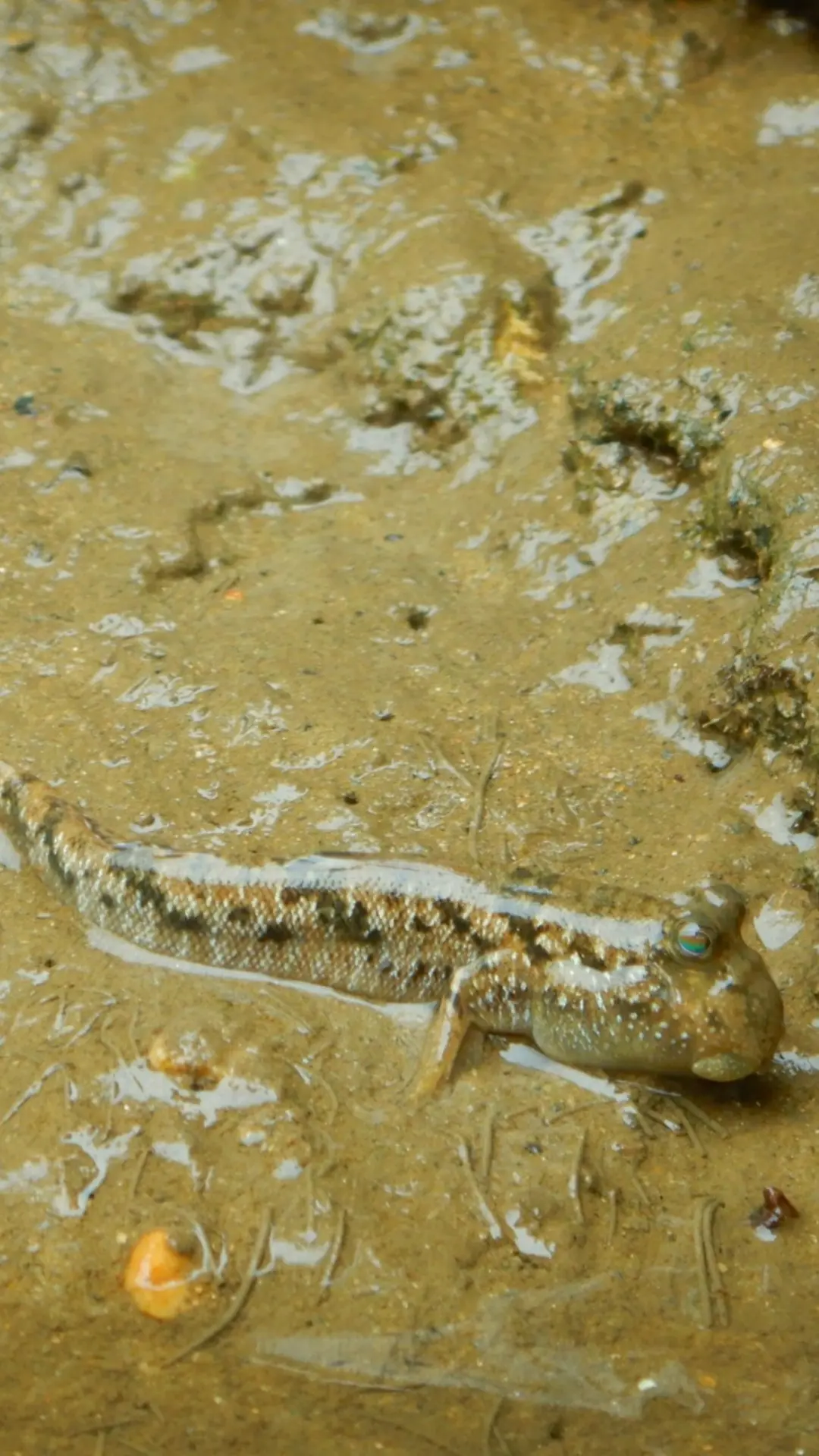 ミナミトビハゼ