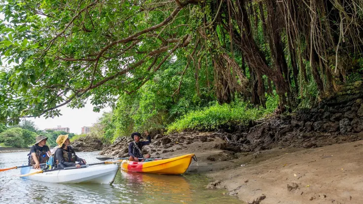 人気のマングローブカヤックを楽しむ参加者の様子