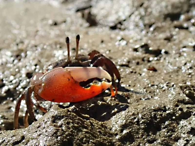 マングローブの湿地で見られるリュウキュウシオマネキ