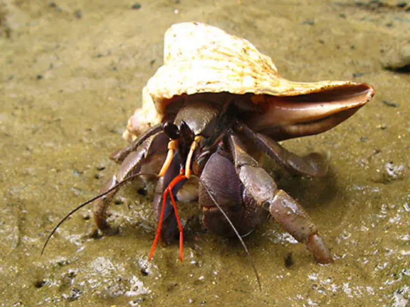 紫色が目を引くムラサキオキヤドカリ