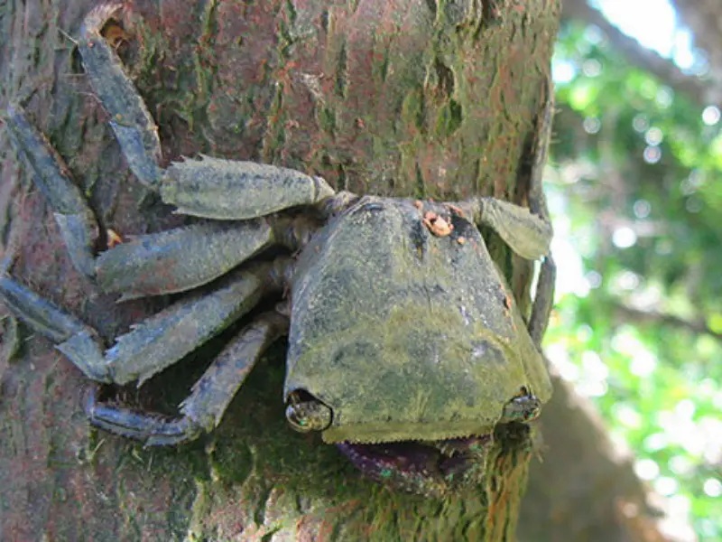 木登りも得意なヒルギハシリイワガニ