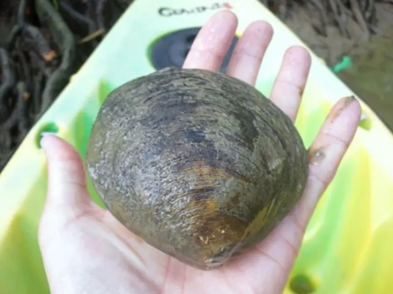 汽水域に生息する大きなシレナシジミ