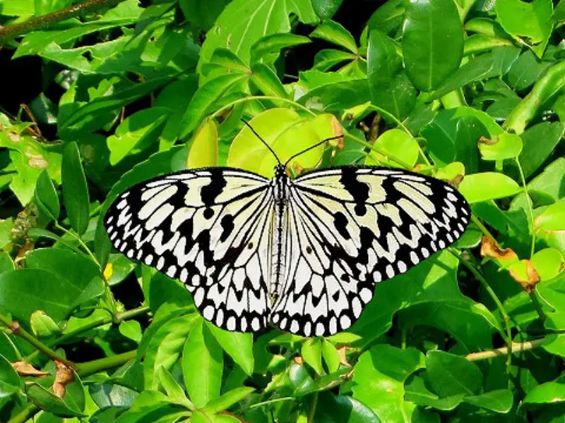 優雅に舞うオオゴマダラ