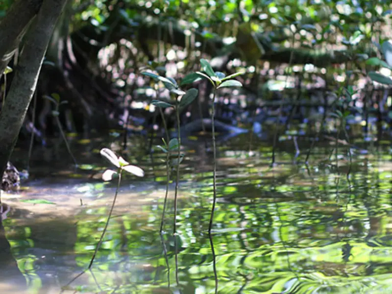 比謝川に広がるマングローブの風景