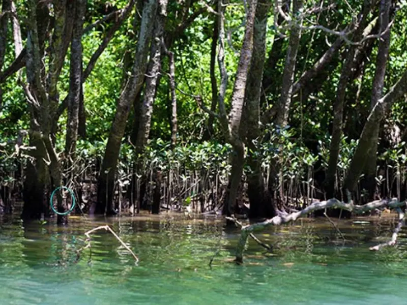 独特な根が印象的なマングローブ