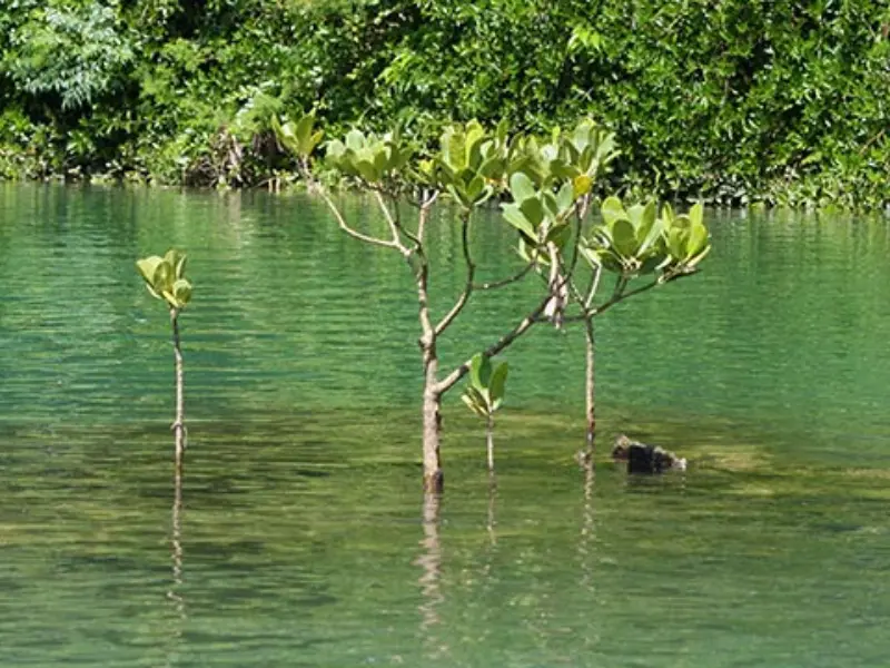 比謝川に広がるマングローブ林