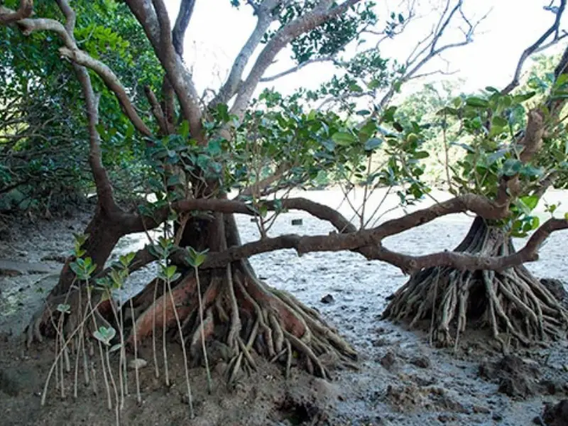 自然の近さを感じられるマングローブの景色