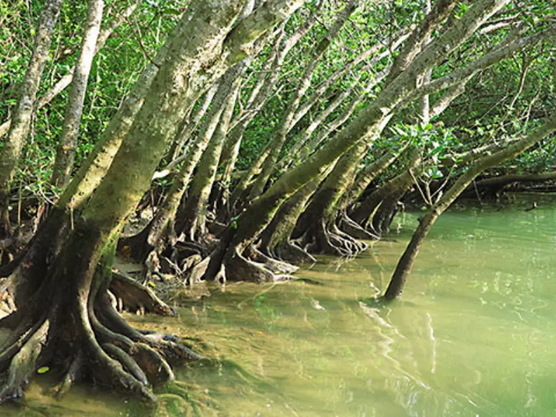 比謝川の穏やかなマングローブ風景