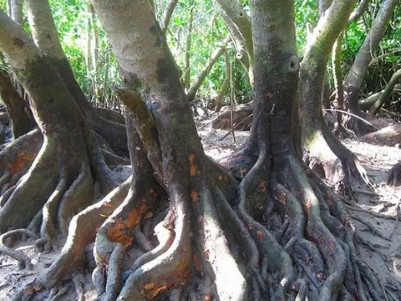 比謝川で見られるマングローブと水辺の自然