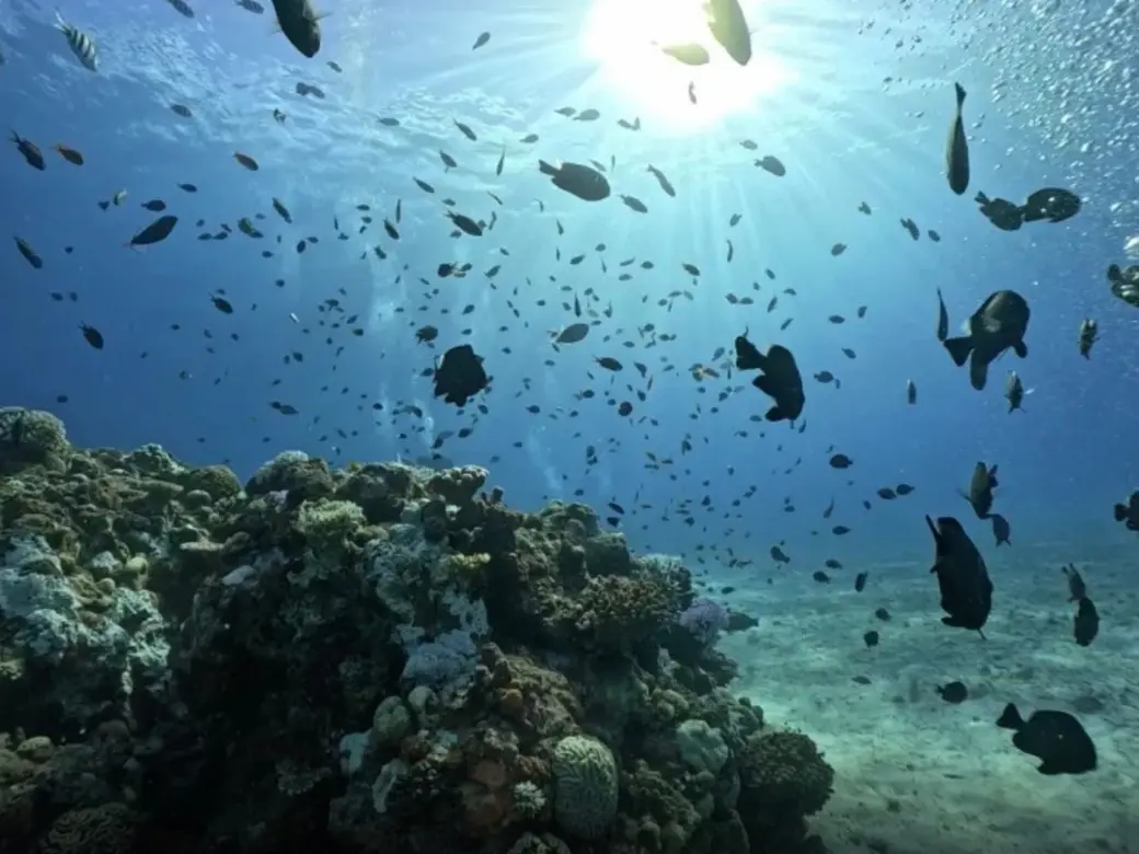 沖縄本島から離れた海の透明度と熱帯魚の雰囲気が伝わる写真