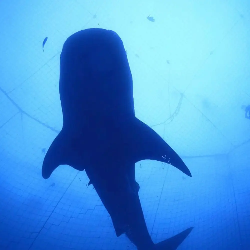 読谷村都屋漁港で体験できるジンベエザメツアー