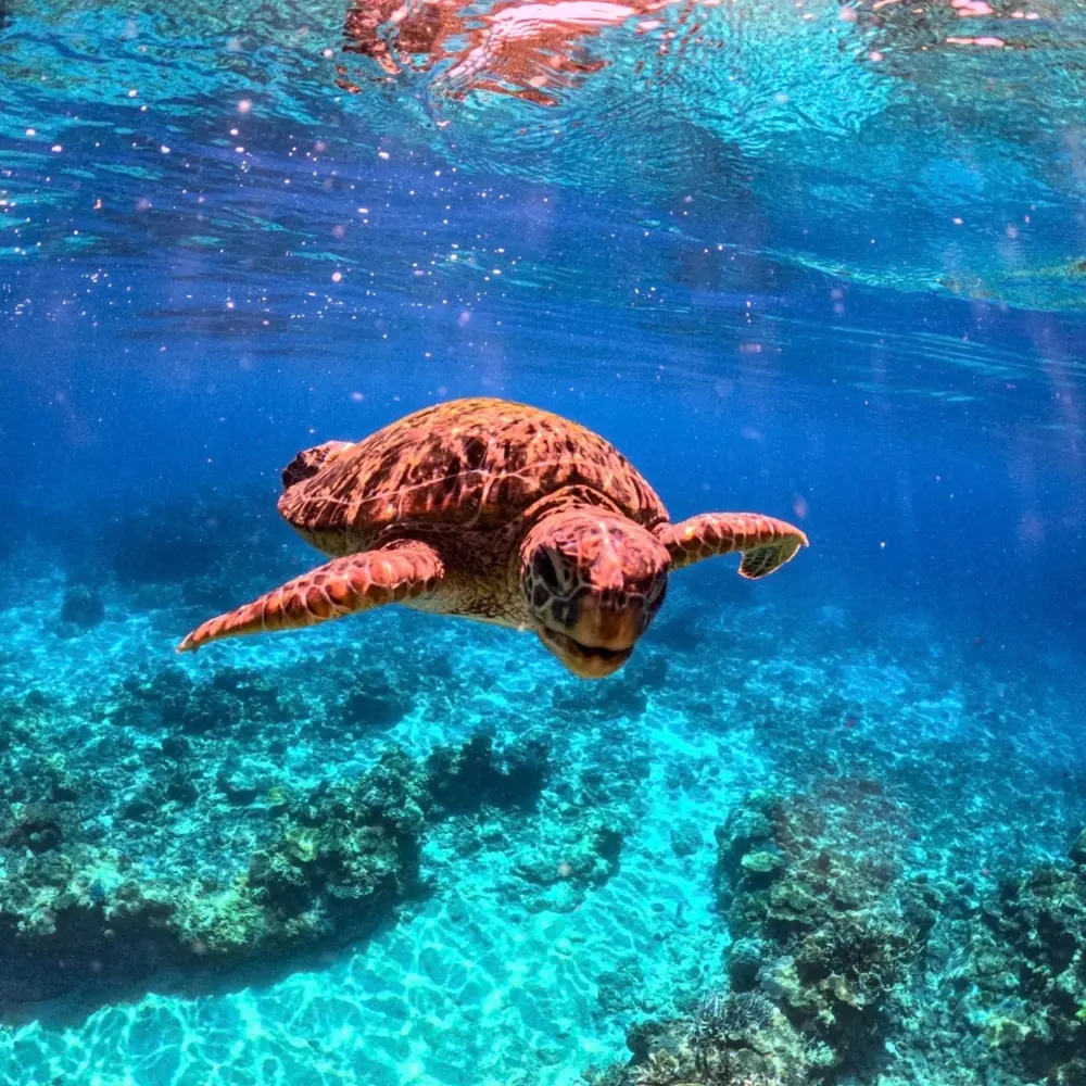 ソルキスのギャラリー画像8。家族や仲間と海を楽しむツアー風景。