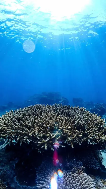 ソルキスの慶良間ブルーを堪能できるツアーイメージ