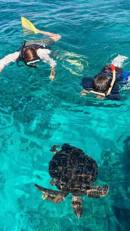 ソルキスのウミガメと泳げる1日ツアーイメージ