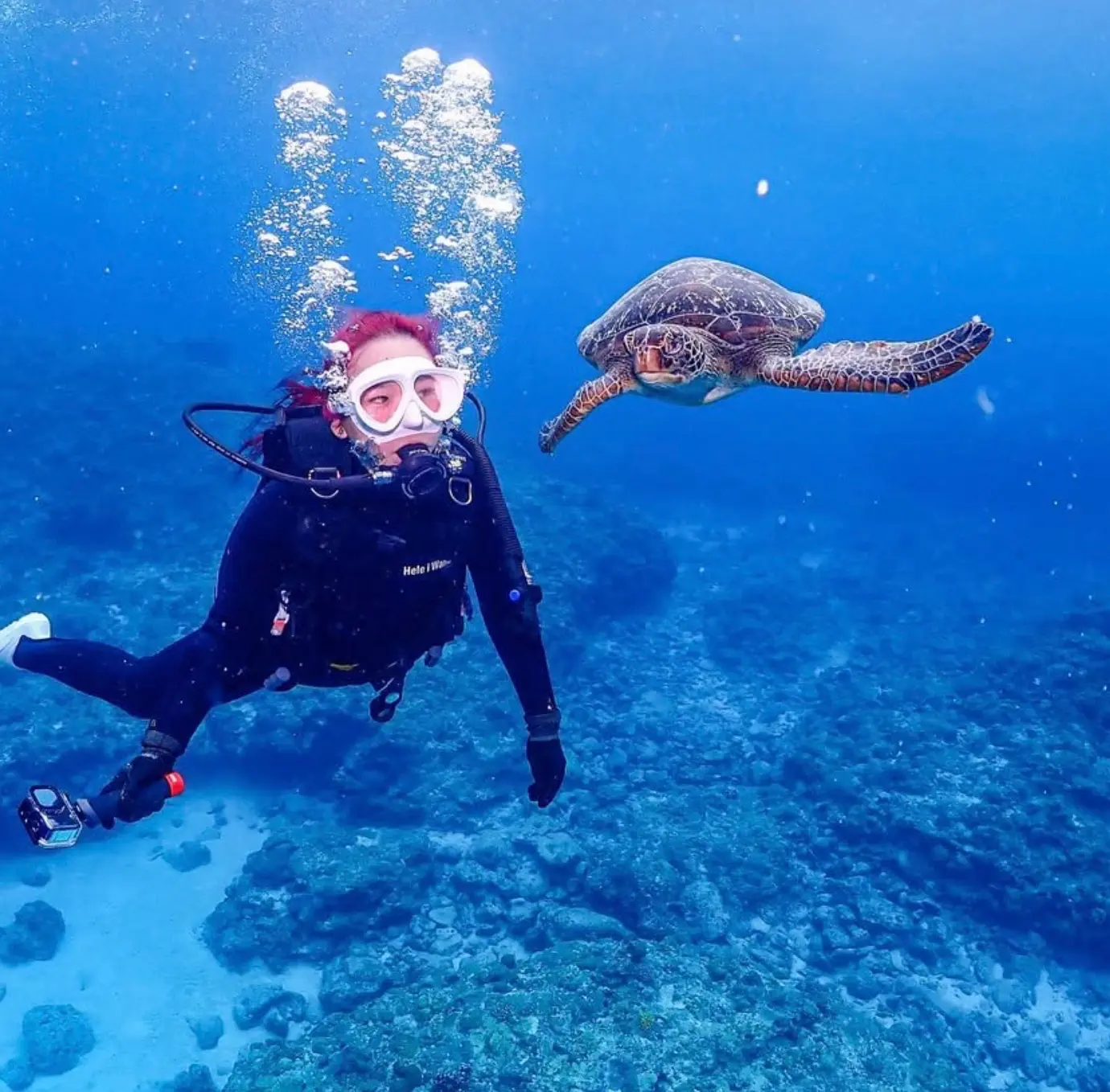 慶良間ウミガメ体験ダイビング＆シュノーケリングのイメージ