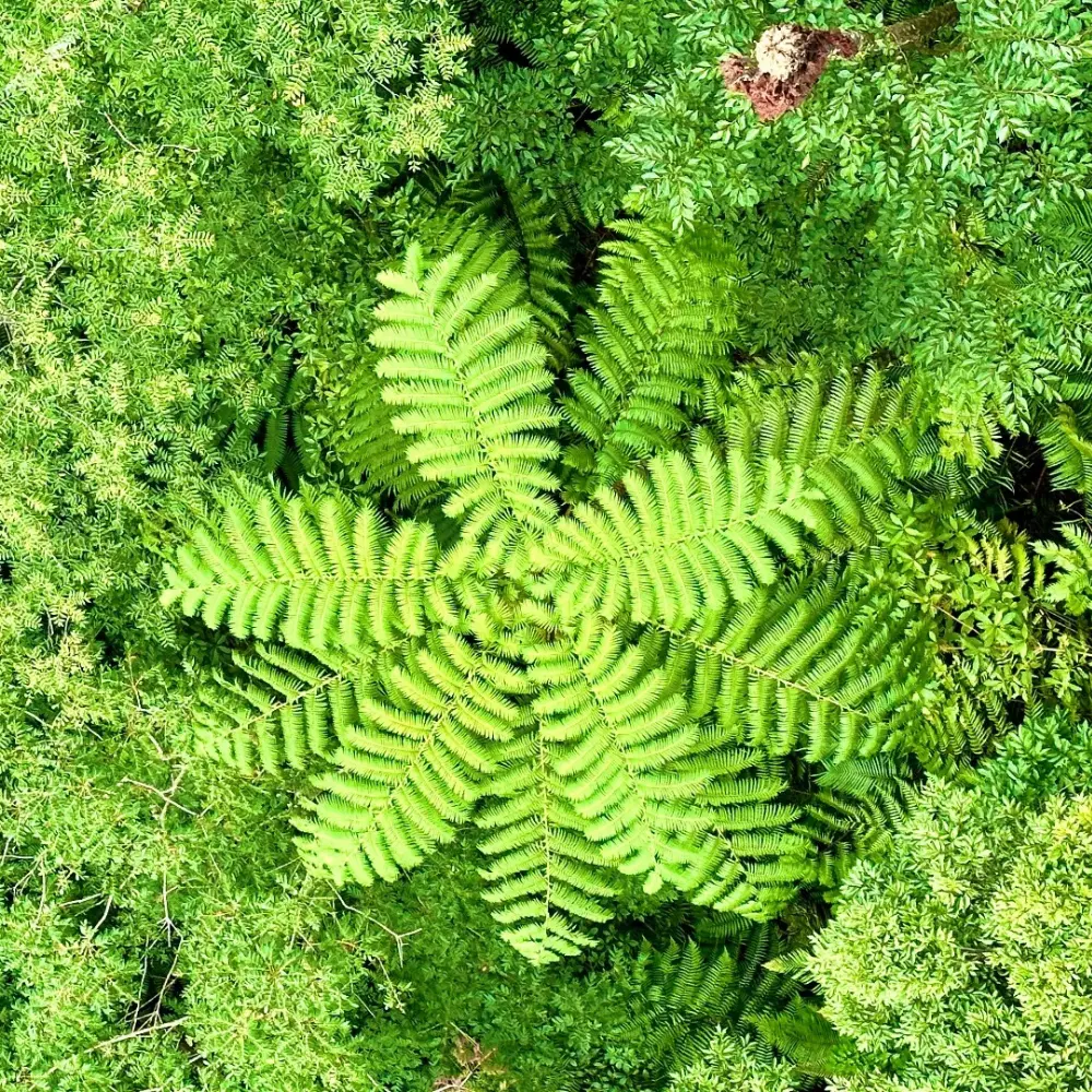 やんばるの深い森に広がるシダ植物と緑の自然