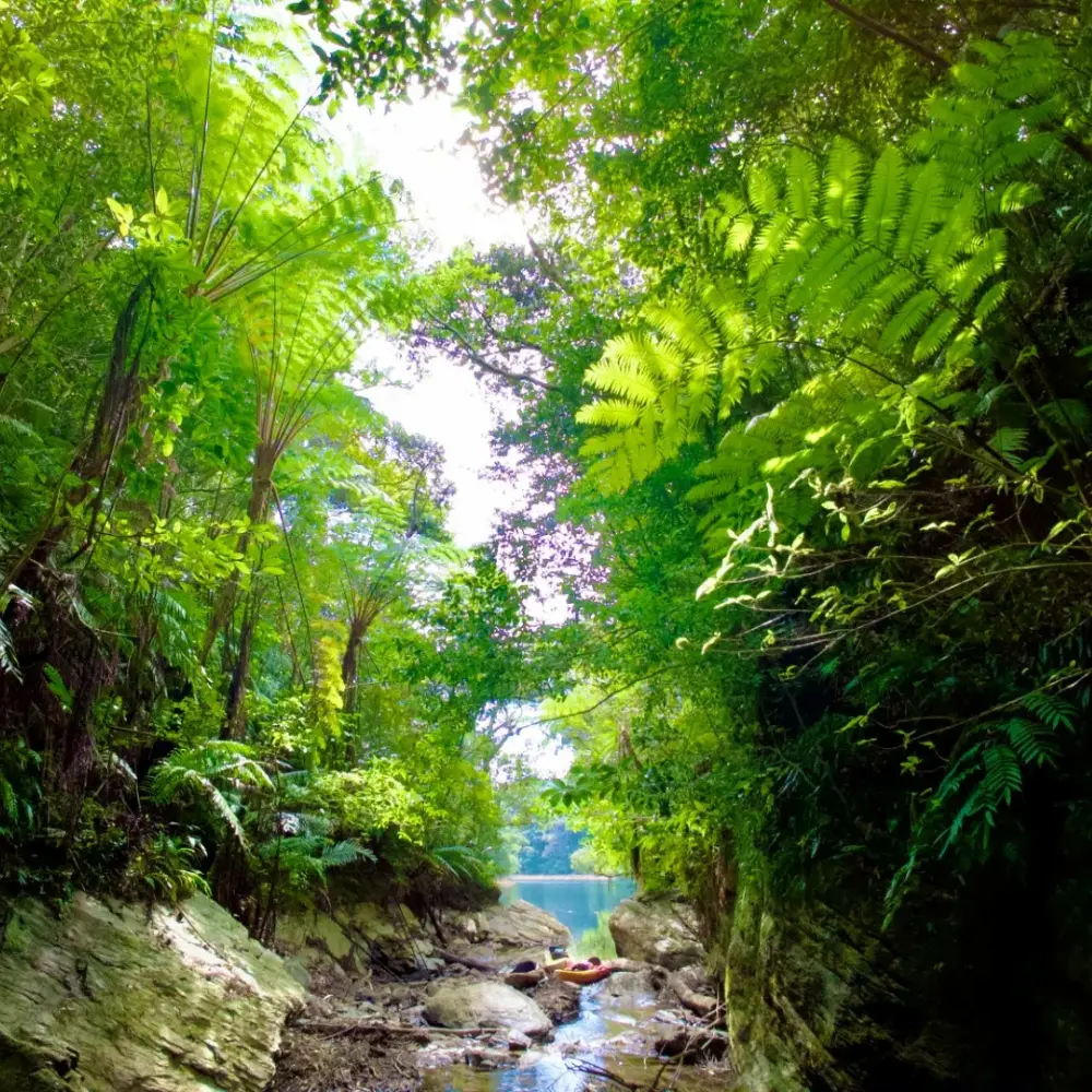 やんばるの亜熱帯の森と豊かな緑の風景