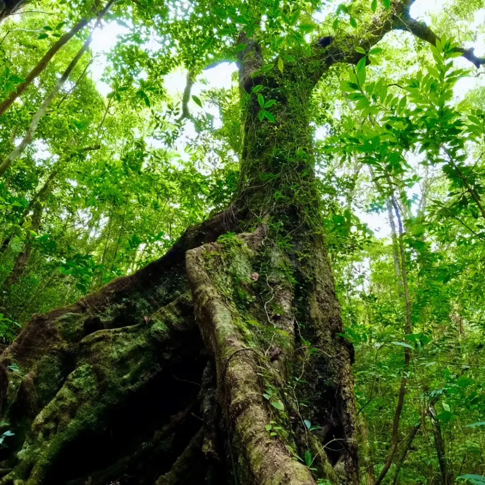 世界自然遺産に登録されたやんばるの森と自然