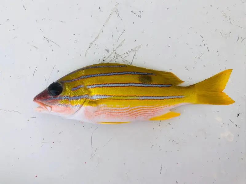 ヨスジフエダイ