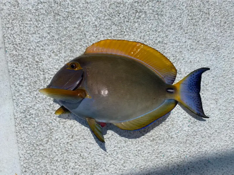 ニセカンランハギ