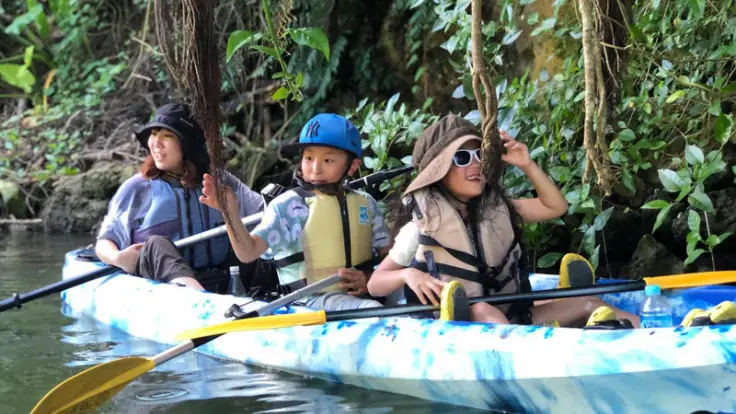 上から見たマングローブの根と水辺の景色