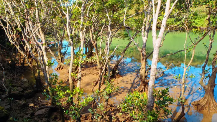 沖縄のマングローブの景色