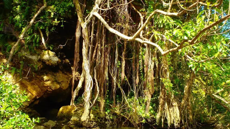 マングローブエリアの木々の様子