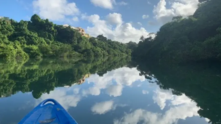 マングローブの自然を感じながらカヤックを楽しむ様子