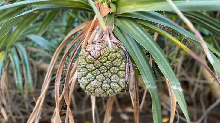 沖縄のマングローブエリアを進むカヤック体験