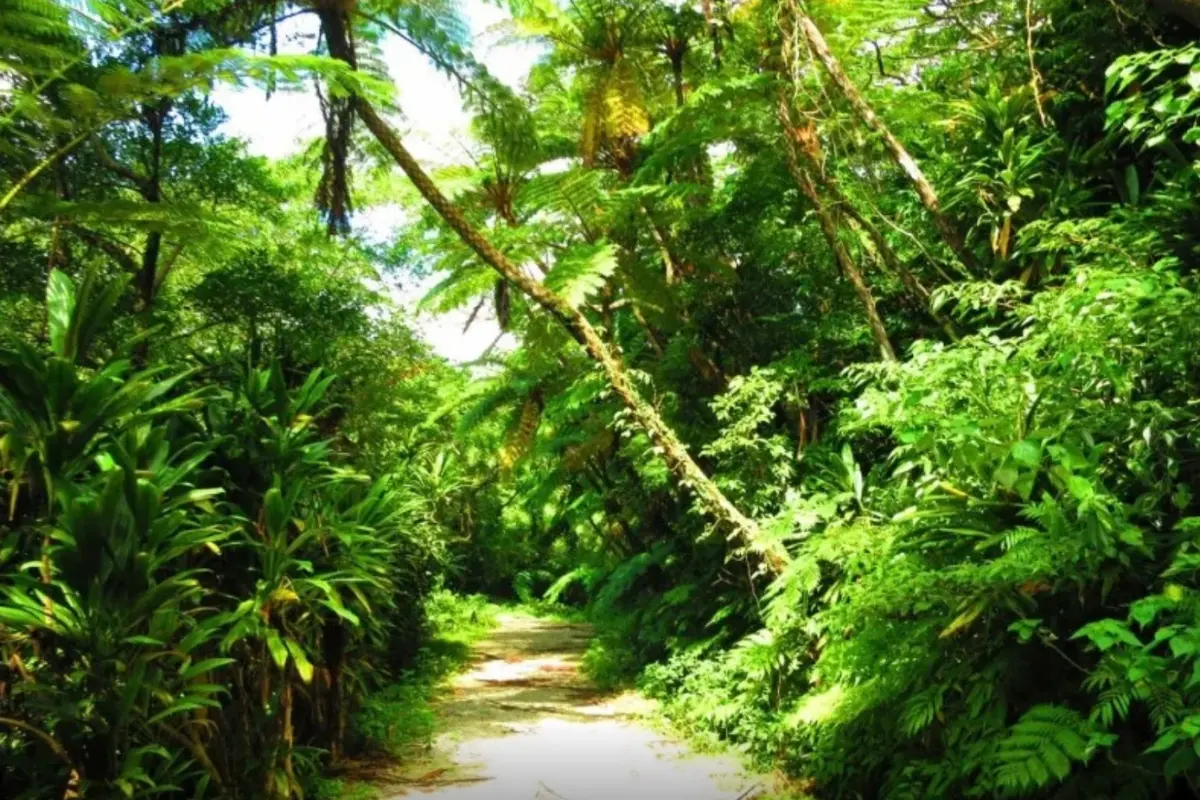 わくわく屋 沖縄のリバートレッキングイメージ4。やんばるの森と川を楽しむアドベンチャーの様子。