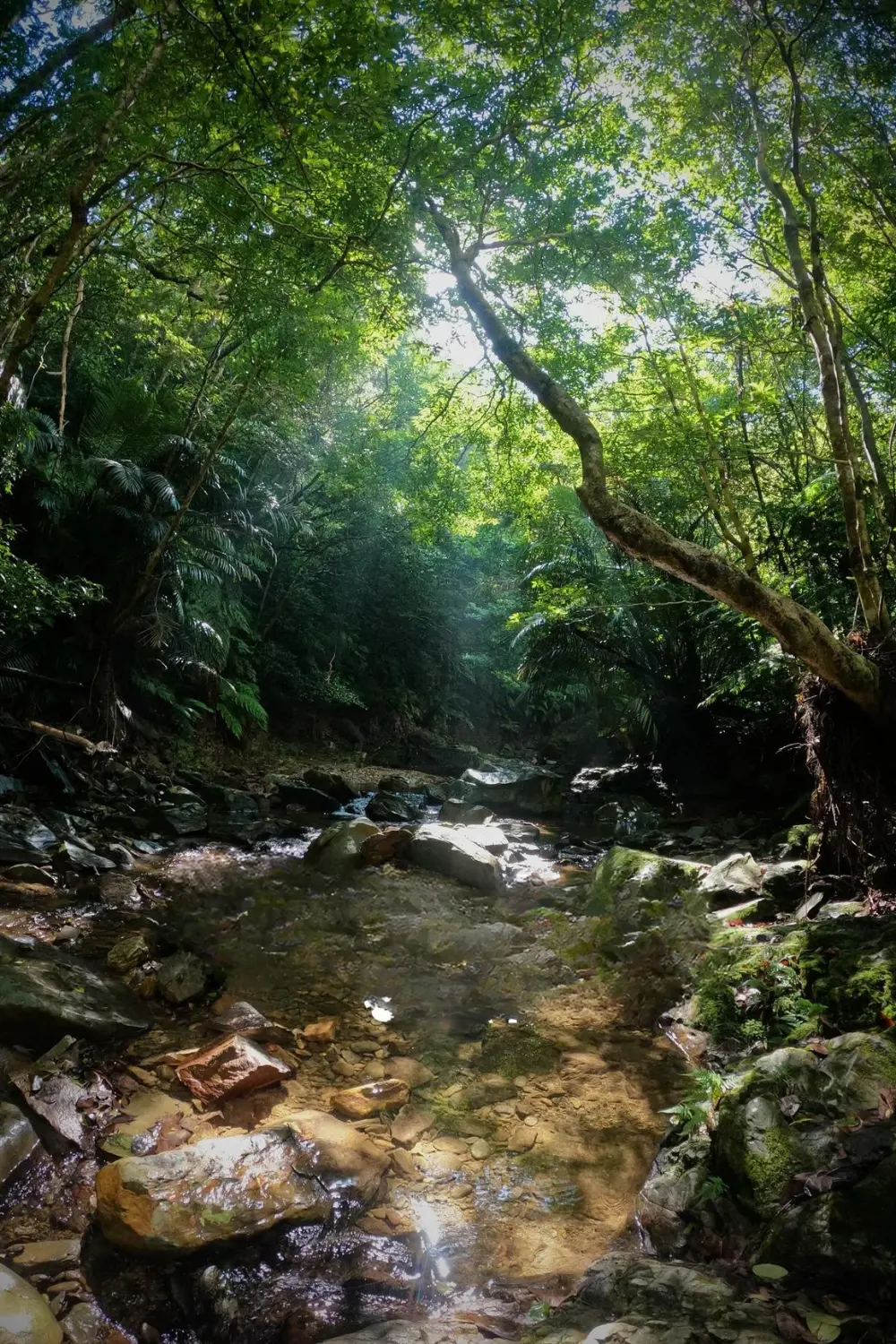 わくわく屋 沖縄のやんばるの森のイメージ。深い緑に囲まれた自然の中でアドベンチャーツアーを楽しめる雰囲気。