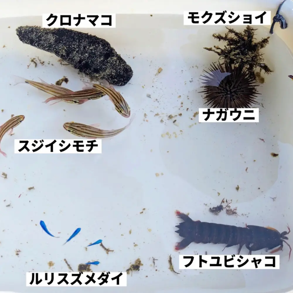 ゆしゆしの体験イメージ1