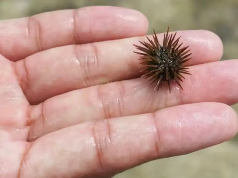 ゆしゆしの体験イメージ16