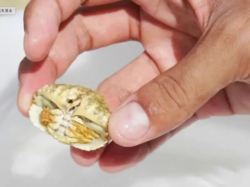 ゆしゆしの体験イメージ18